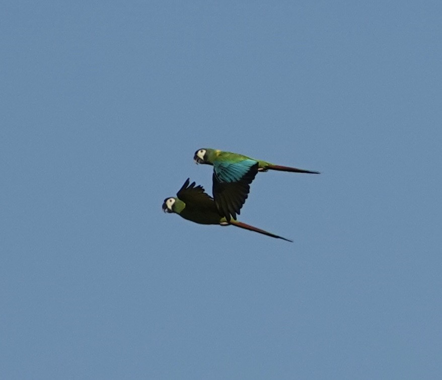 Yellow-collared Macaw - ML620108534