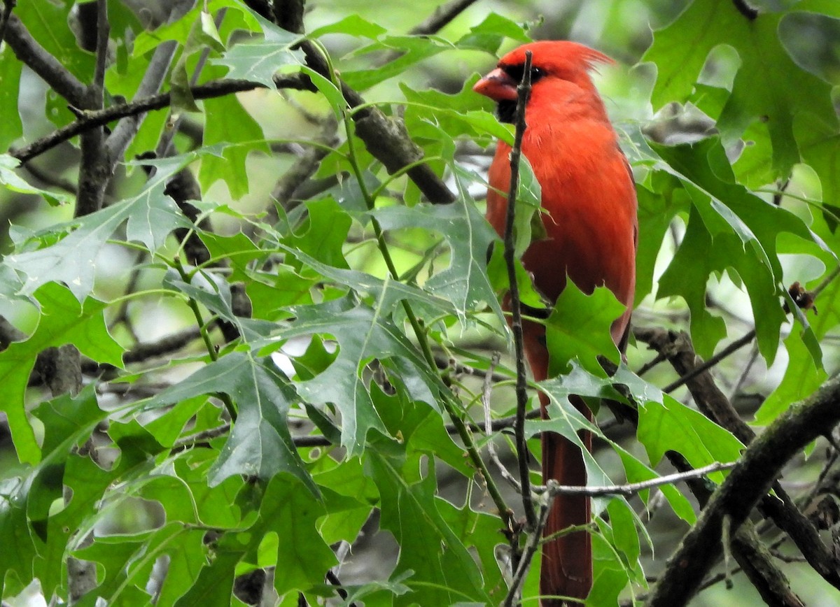 Cardinal rouge - ML620108537