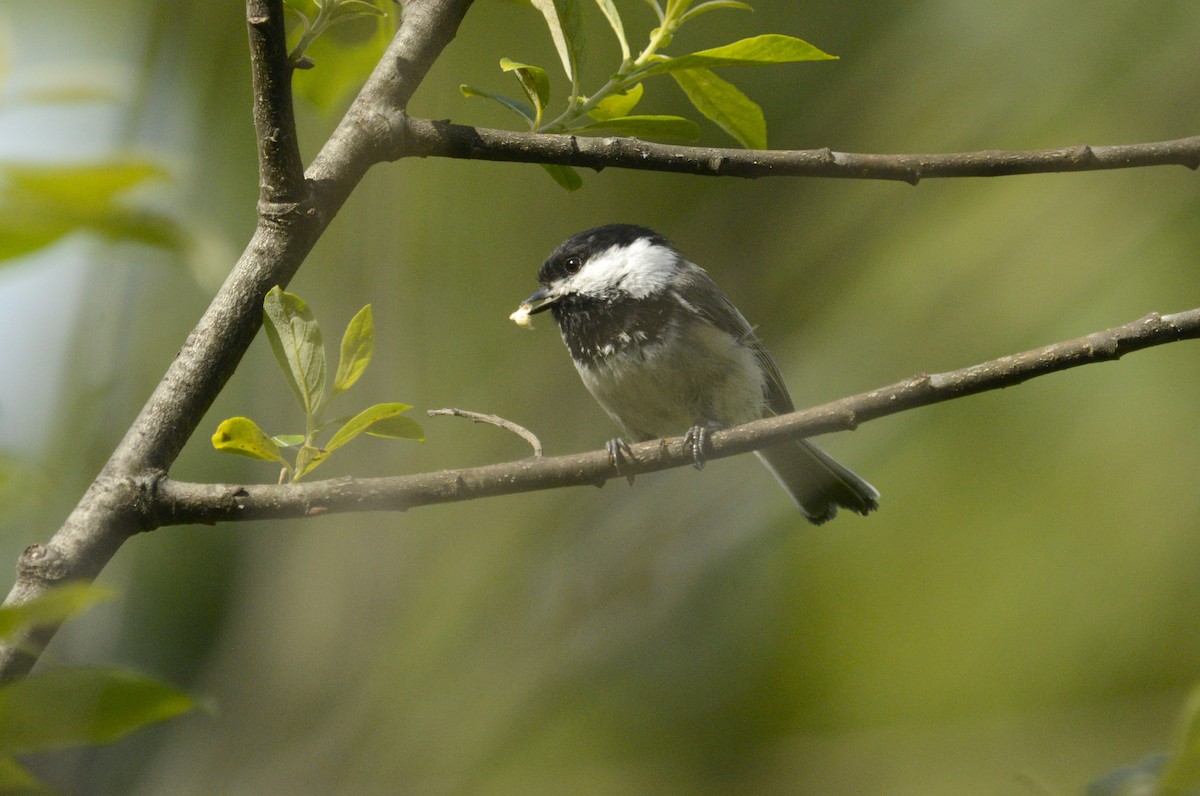 Black-capped Chickadee - ML620108544