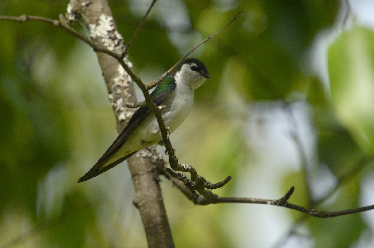 Violet-green Swallow - ML620108551