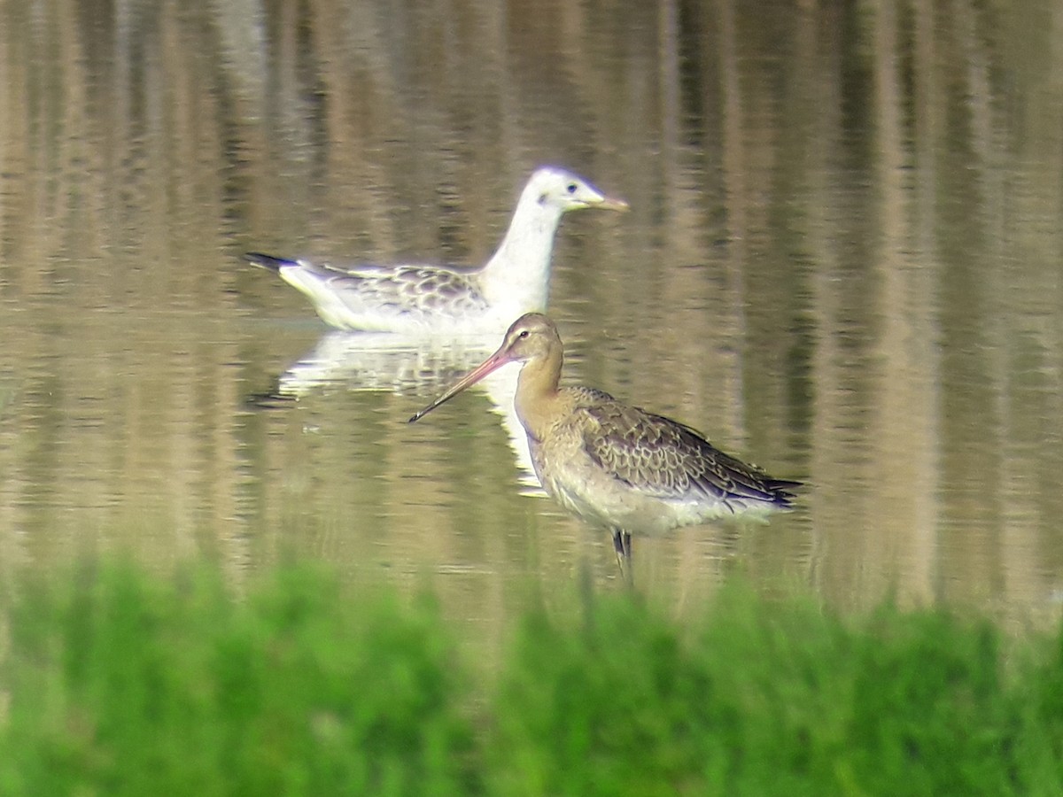 Black-tailed Godwit - ML620108554