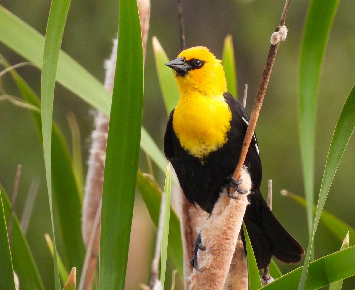 Yellow-headed Blackbird - ML620108556