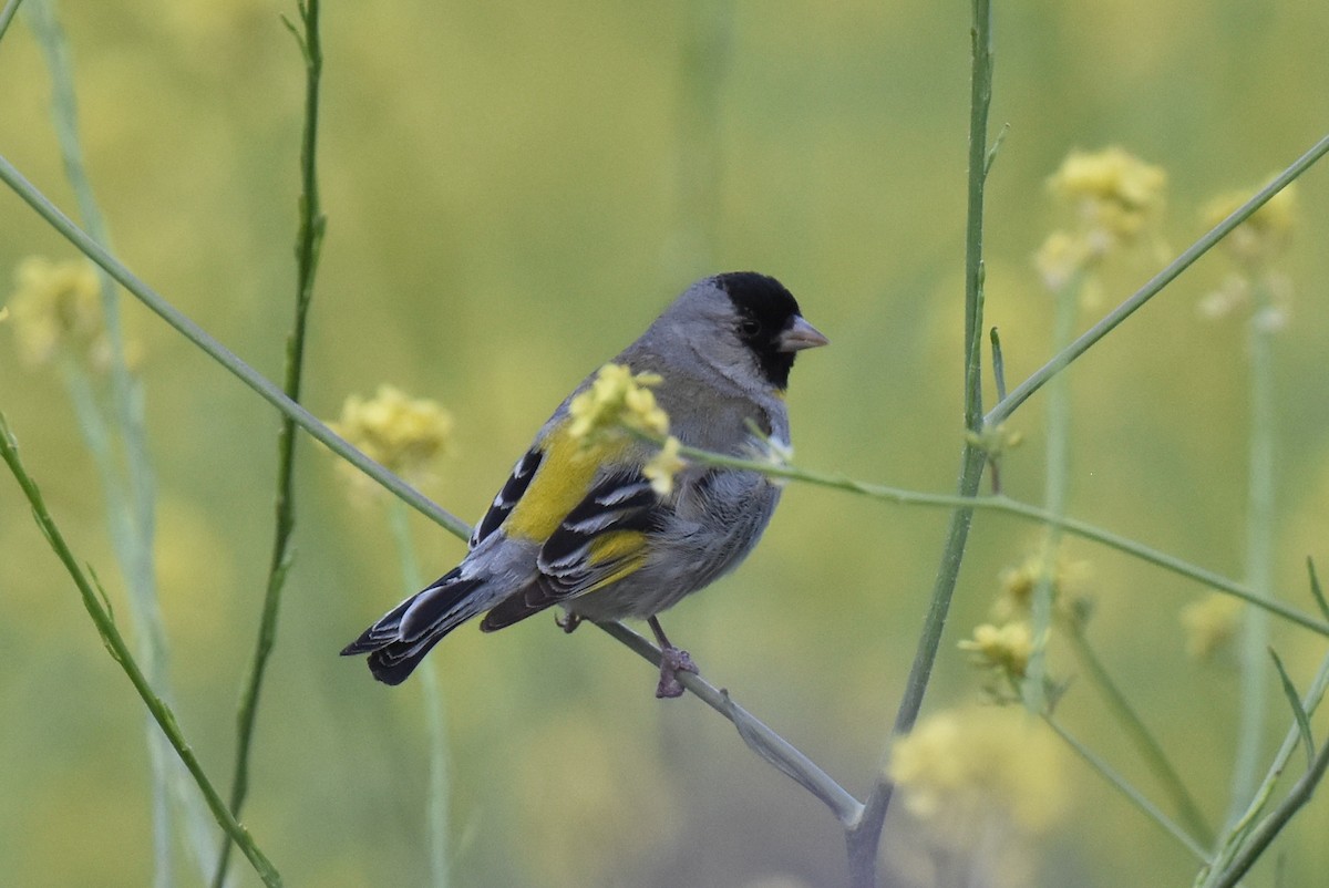 Lawrence's Goldfinch - ML620108562