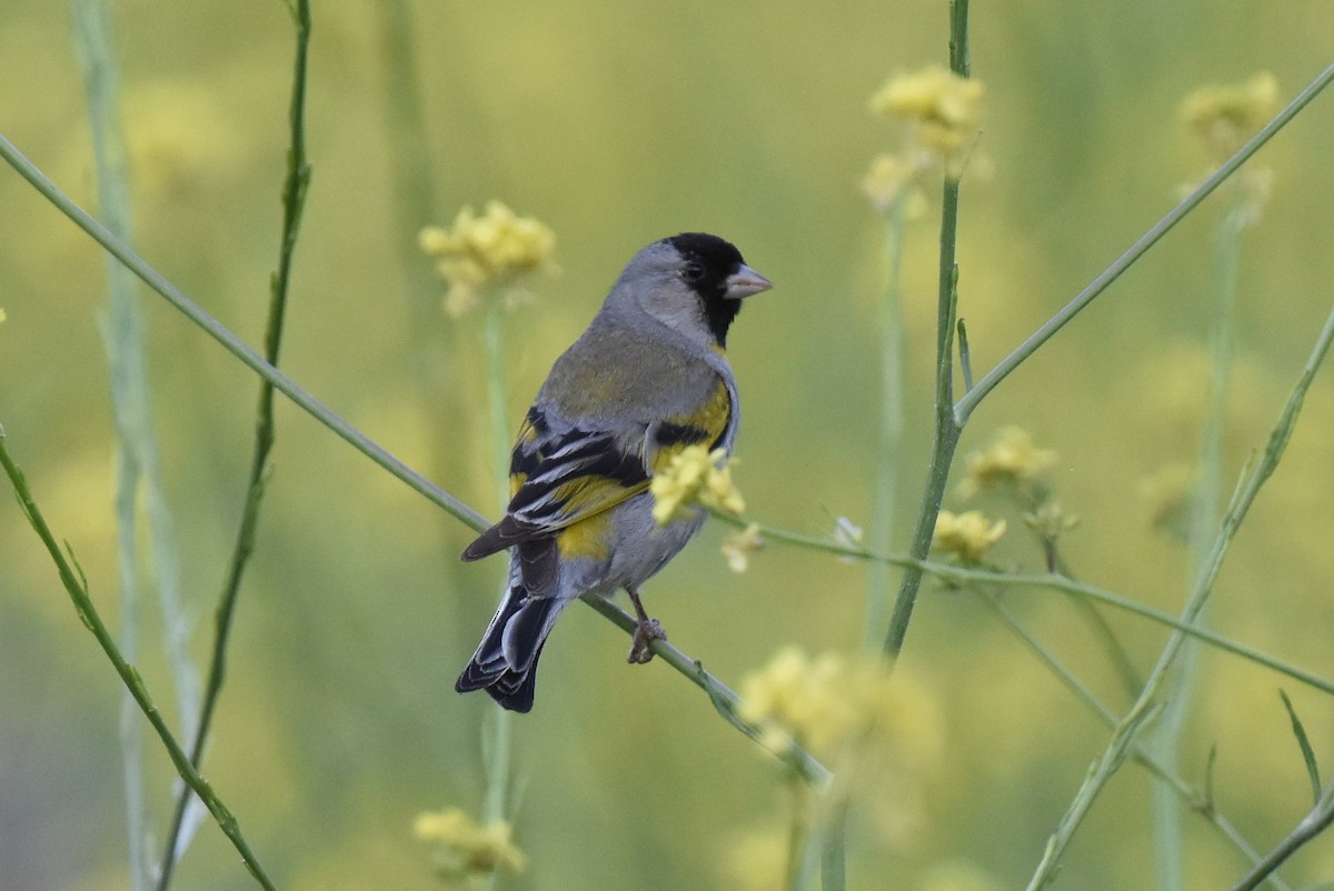Lawrence's Goldfinch - ML620108563
