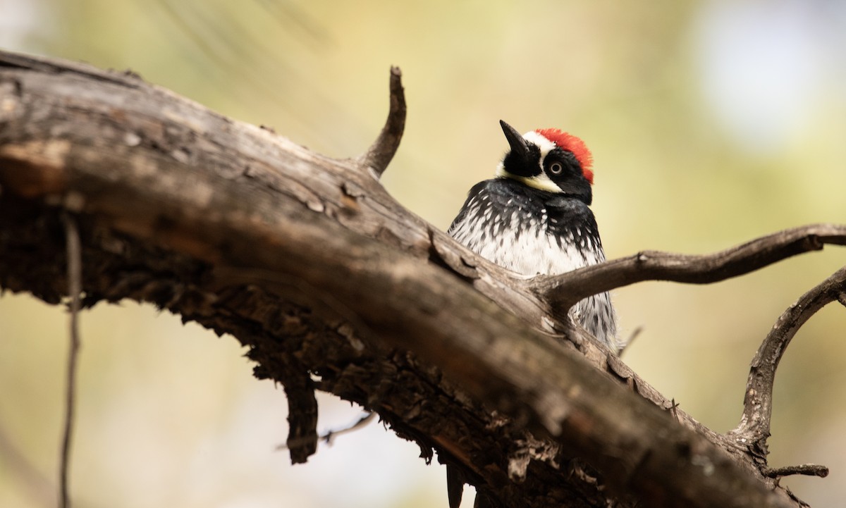 Acorn Woodpecker - ML620108565