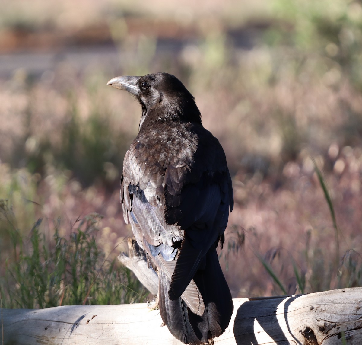 Common Raven - ML620108566