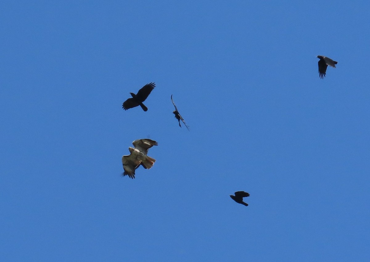 Red-tailed Hawk - ML620108574