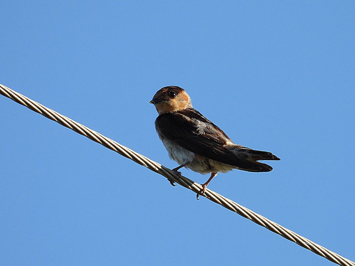 Cave Swallow - ML620108579
