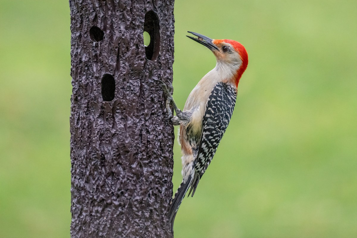 Red-bellied Woodpecker - ML620108594
