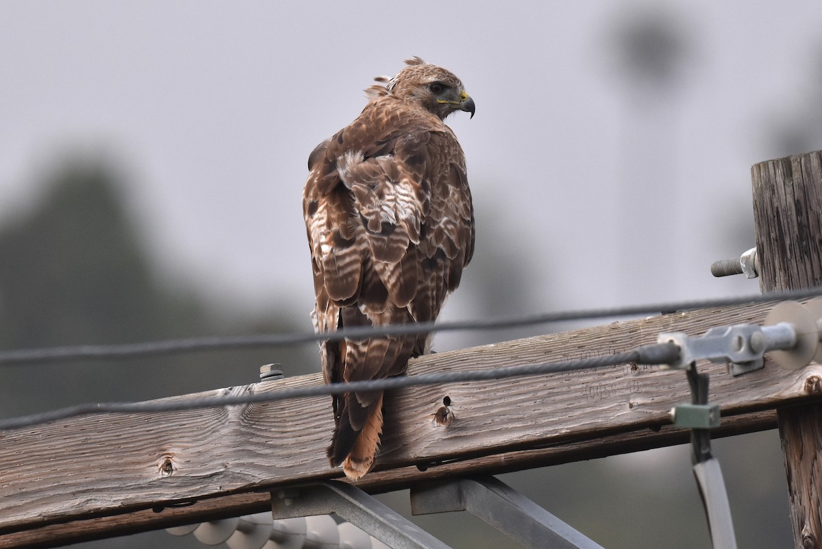 Red-tailed Hawk - ML620108598