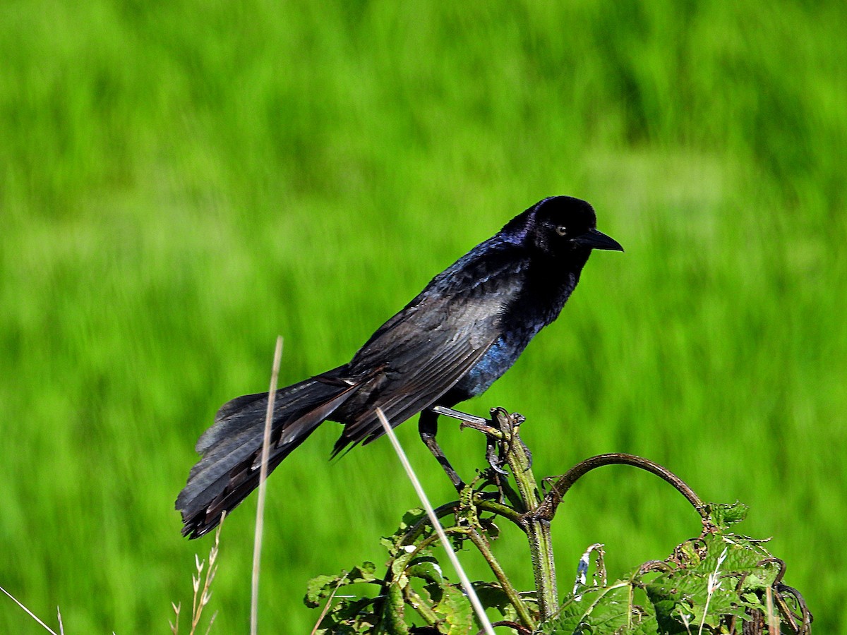 Boat-tailed Grackle - ML620108610