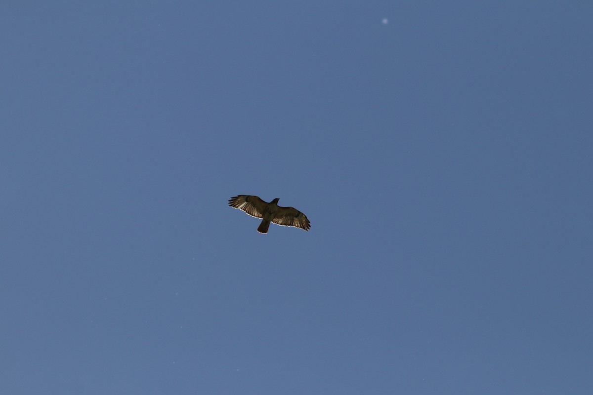 Red-tailed Hawk - ML620108617