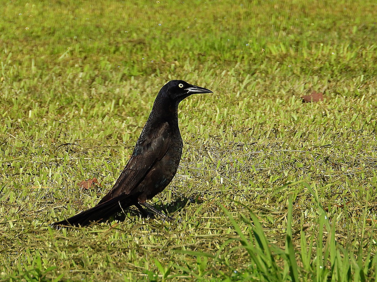 Great-tailed Grackle - ML620108619