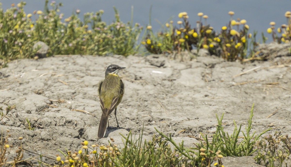 Western Yellow Wagtail - ML620108620