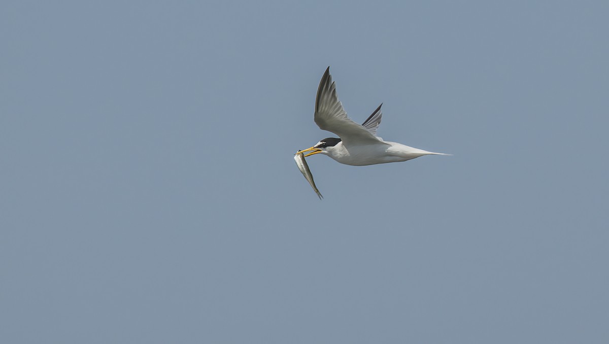 Little Tern - ML620108632