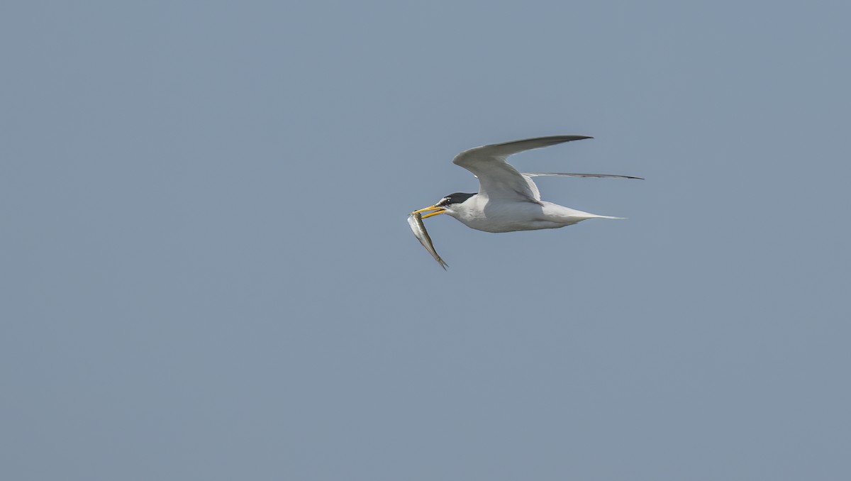 Little Tern - ML620108633