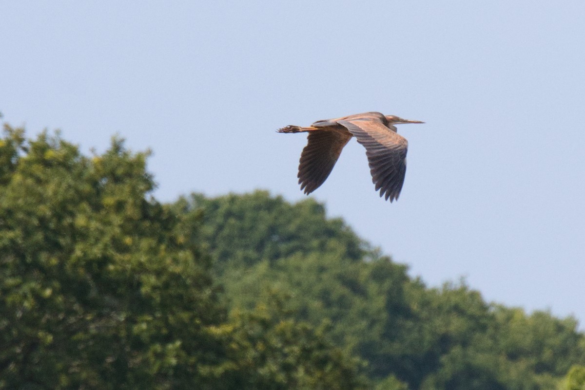 Purple Heron - ML620108639