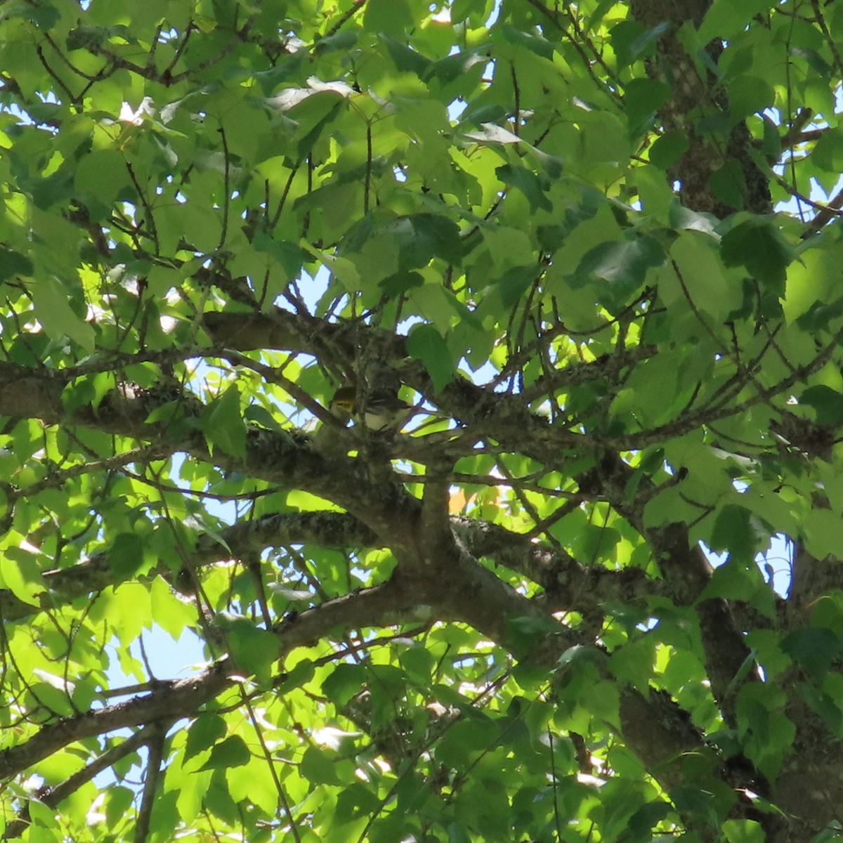 Black-throated Green Warbler - ML620108651