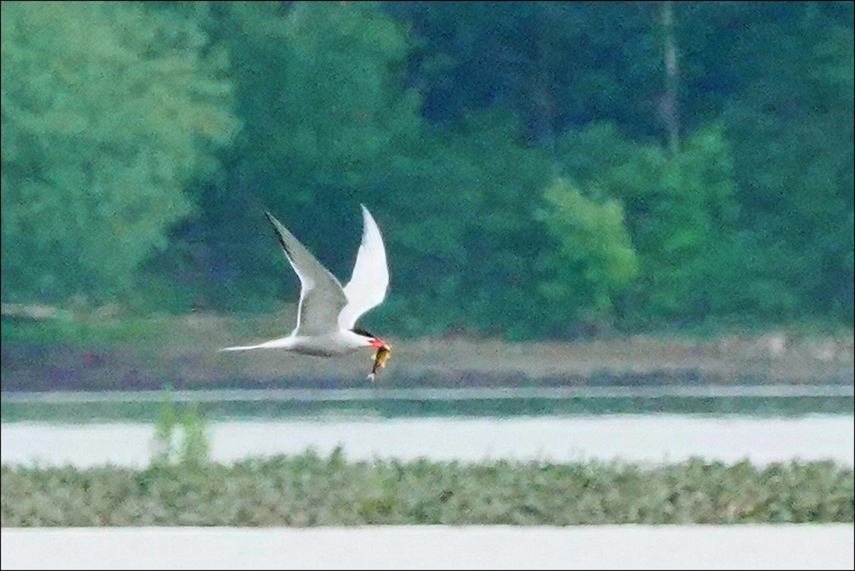 Common Tern - ML620108663