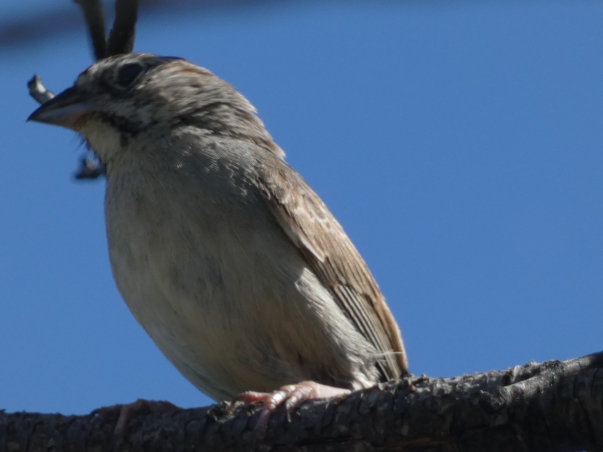 Rufous-crowned Sparrow - ML620108691