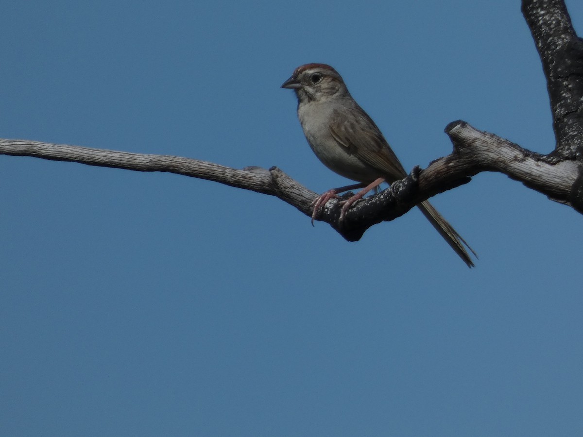 Rufous-crowned Sparrow - ML620108693