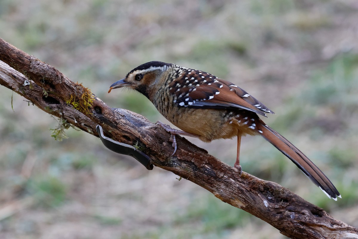 Spotted Laughingthrush - ML620108701