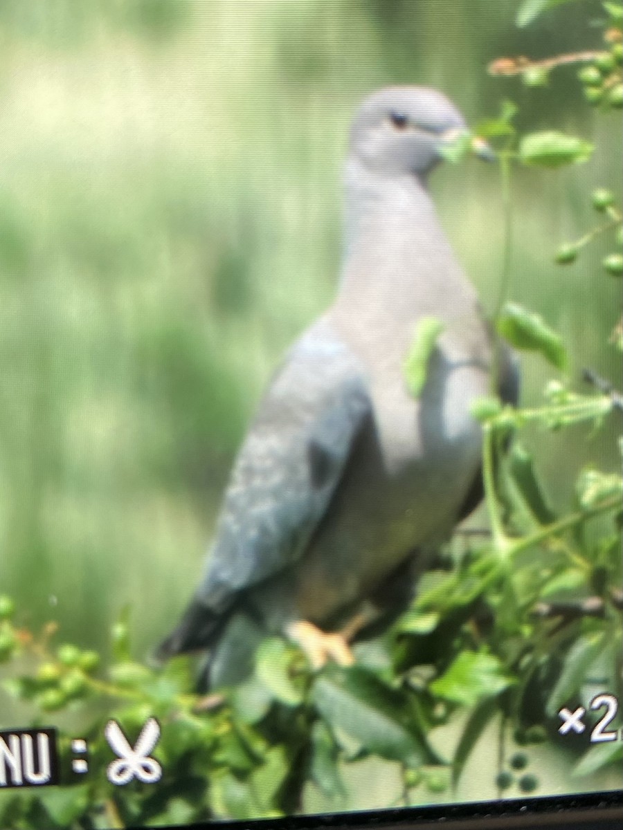 Band-tailed Pigeon - ML620108703