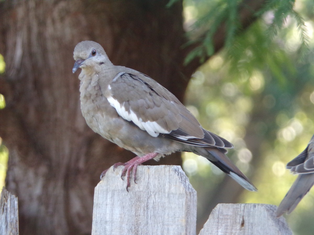 White-winged Dove - ML620108714