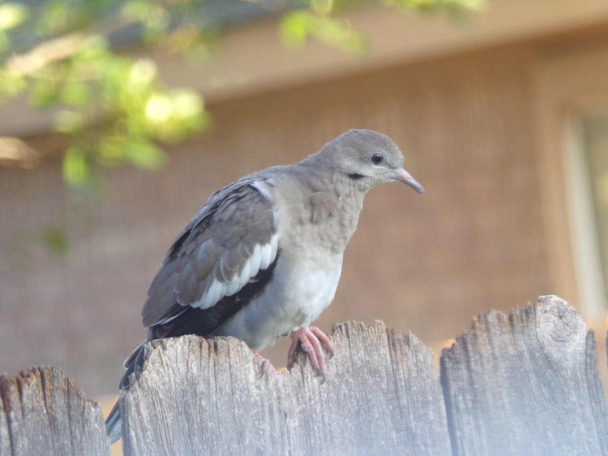 White-winged Dove - ML620108719