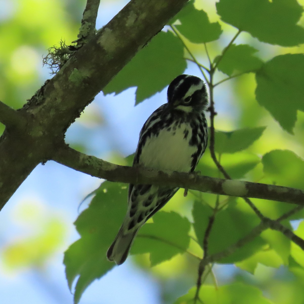 Black-and-white Warbler - ML620108724