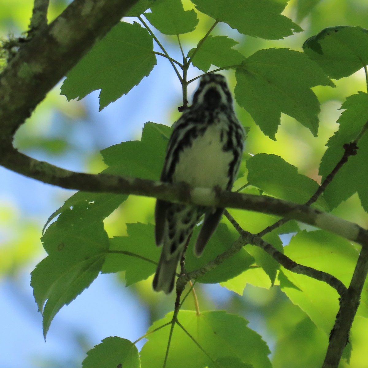 Black-and-white Warbler - ML620108726