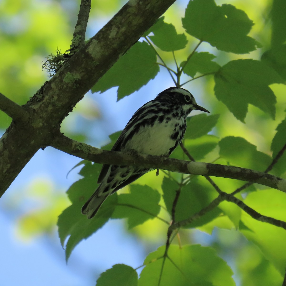 Black-and-white Warbler - ML620108727
