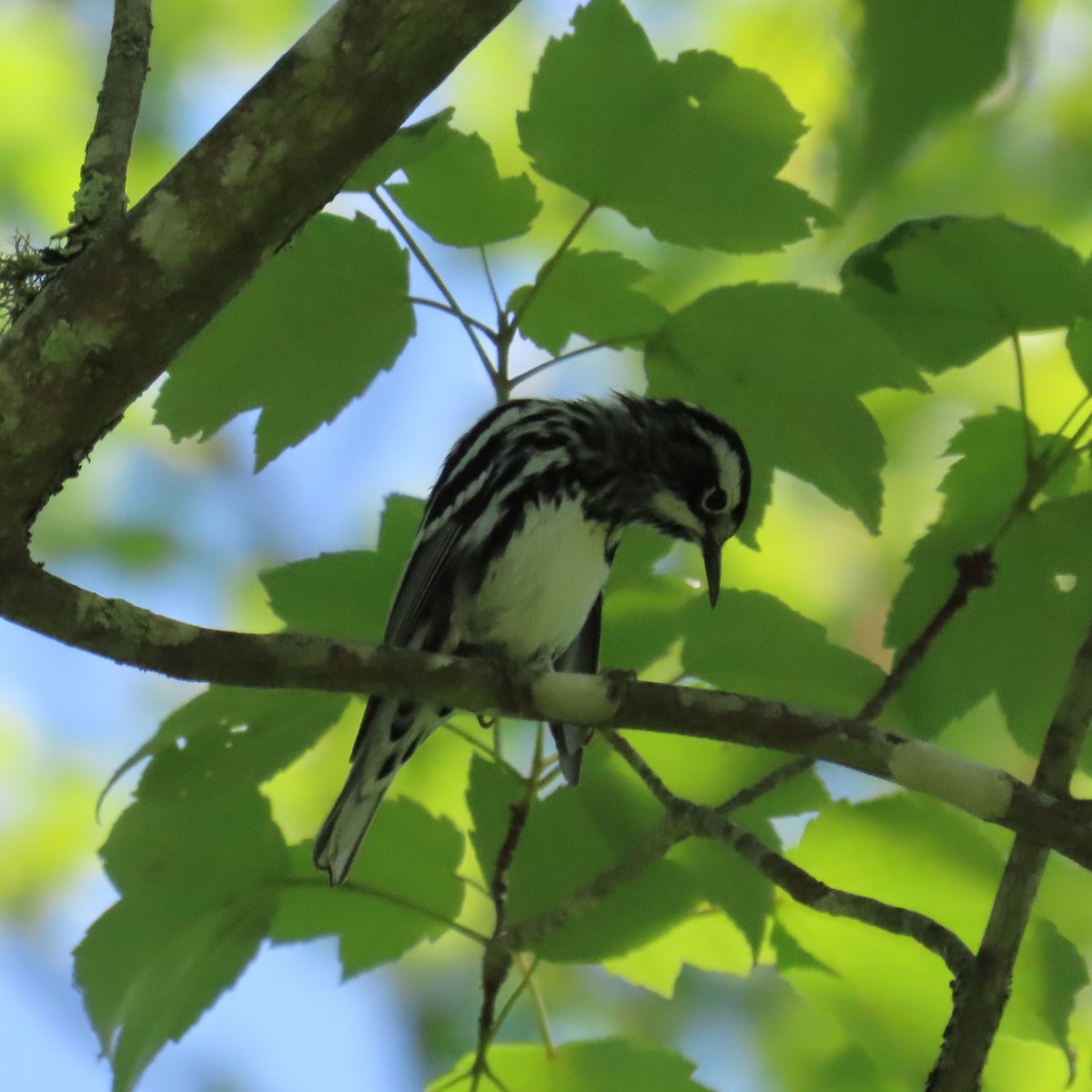 Black-and-white Warbler - ML620108728