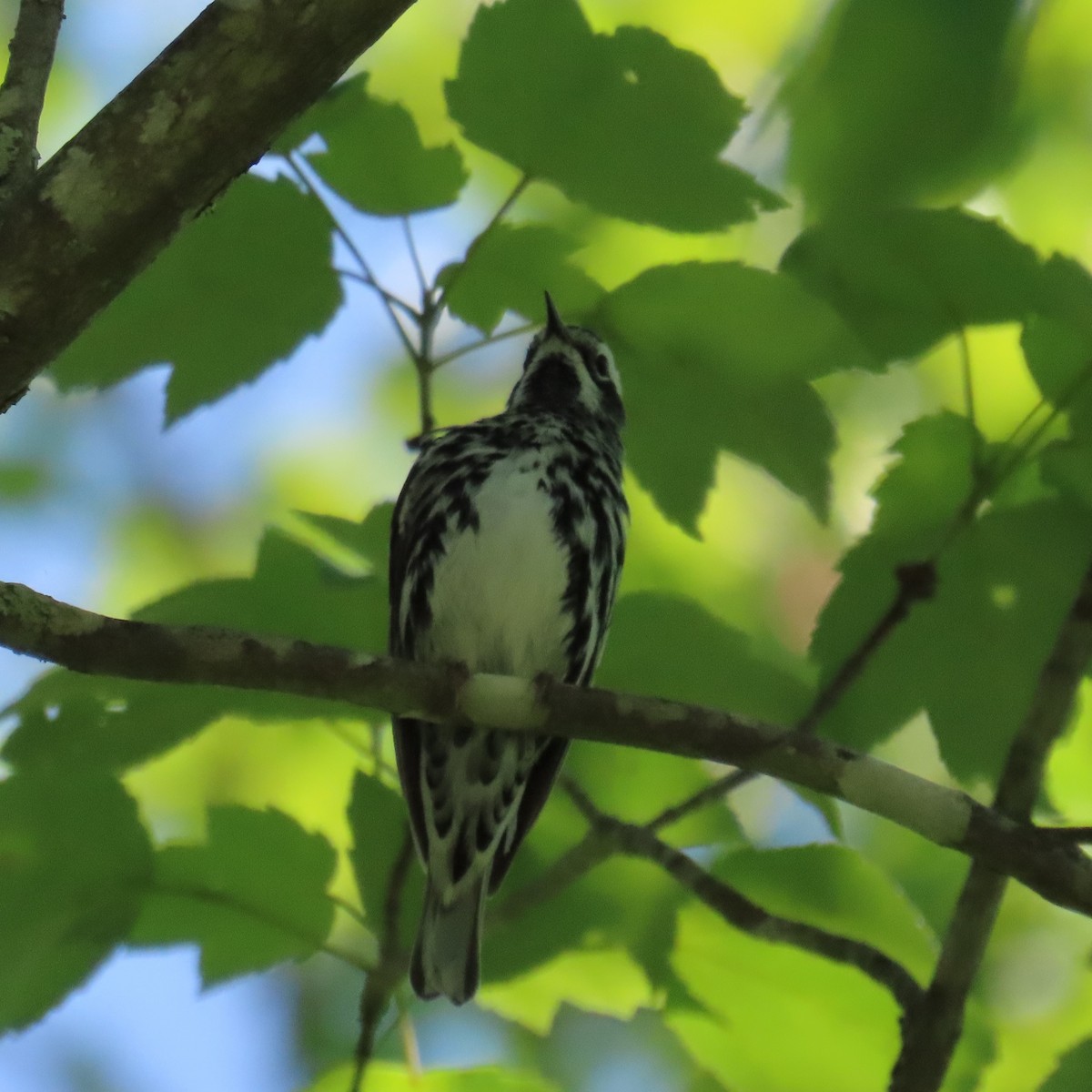 Black-and-white Warbler - ML620108729