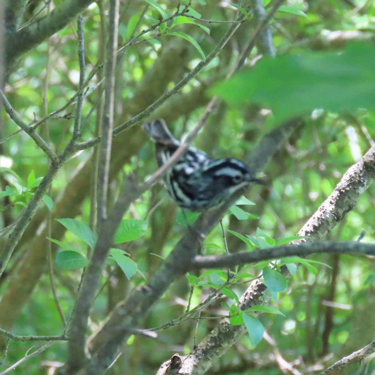 Black-and-white Warbler - ML620108730