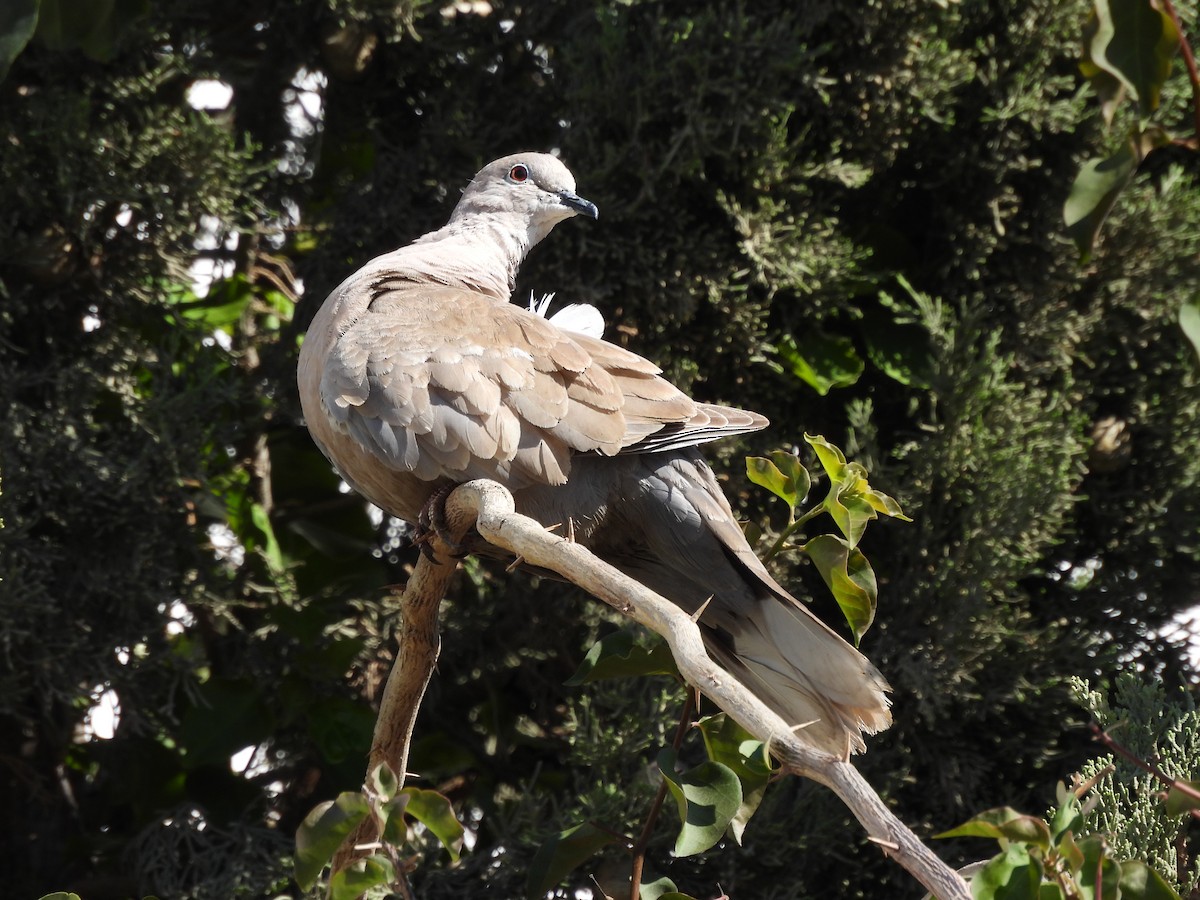 Eurasian Collared-Dove - ML620108732