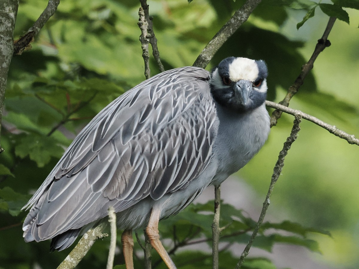 Yellow-crowned Night Heron - ML620108738