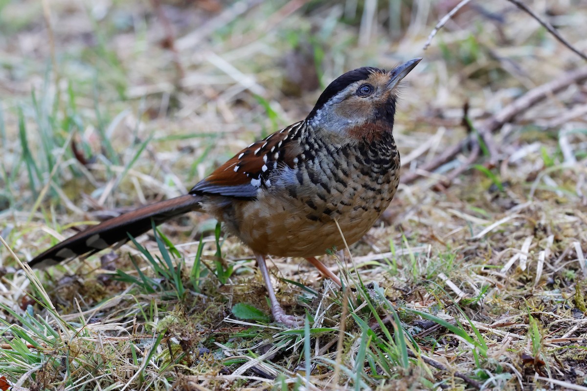 Spotted Laughingthrush - ML620108740