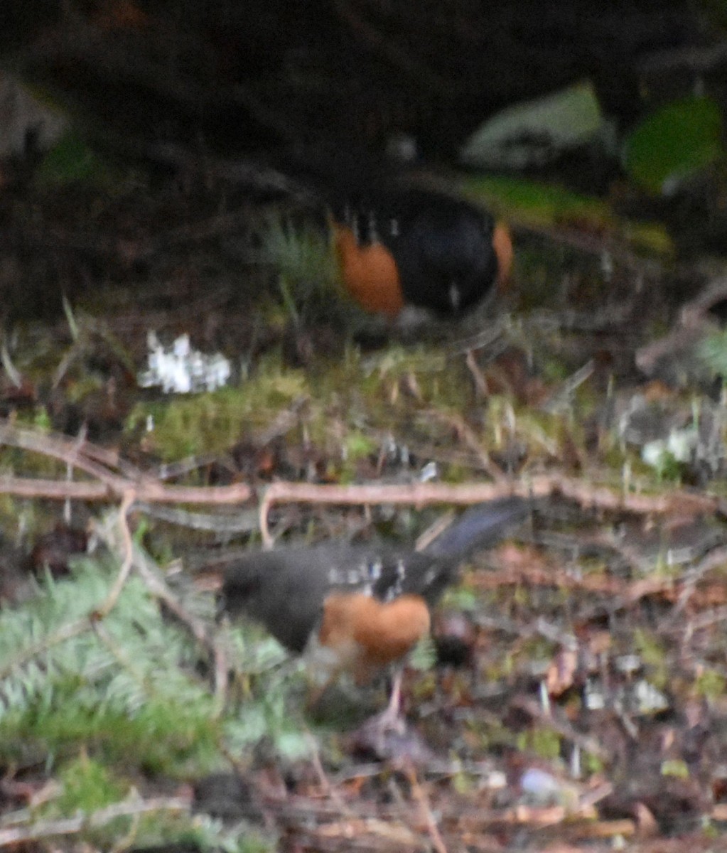 Spotted Towhee - ML620108745