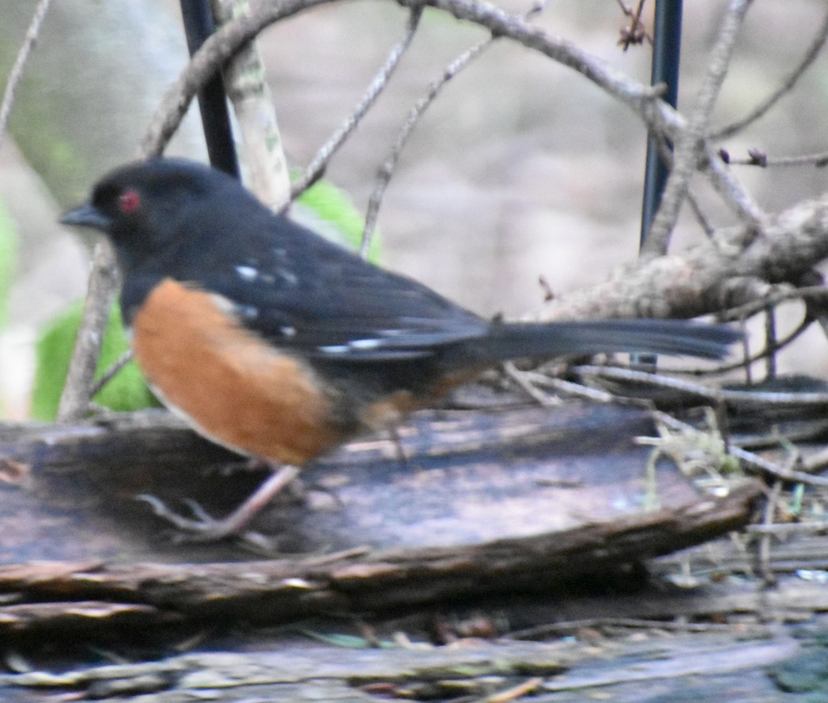 Spotted Towhee - ML620108748