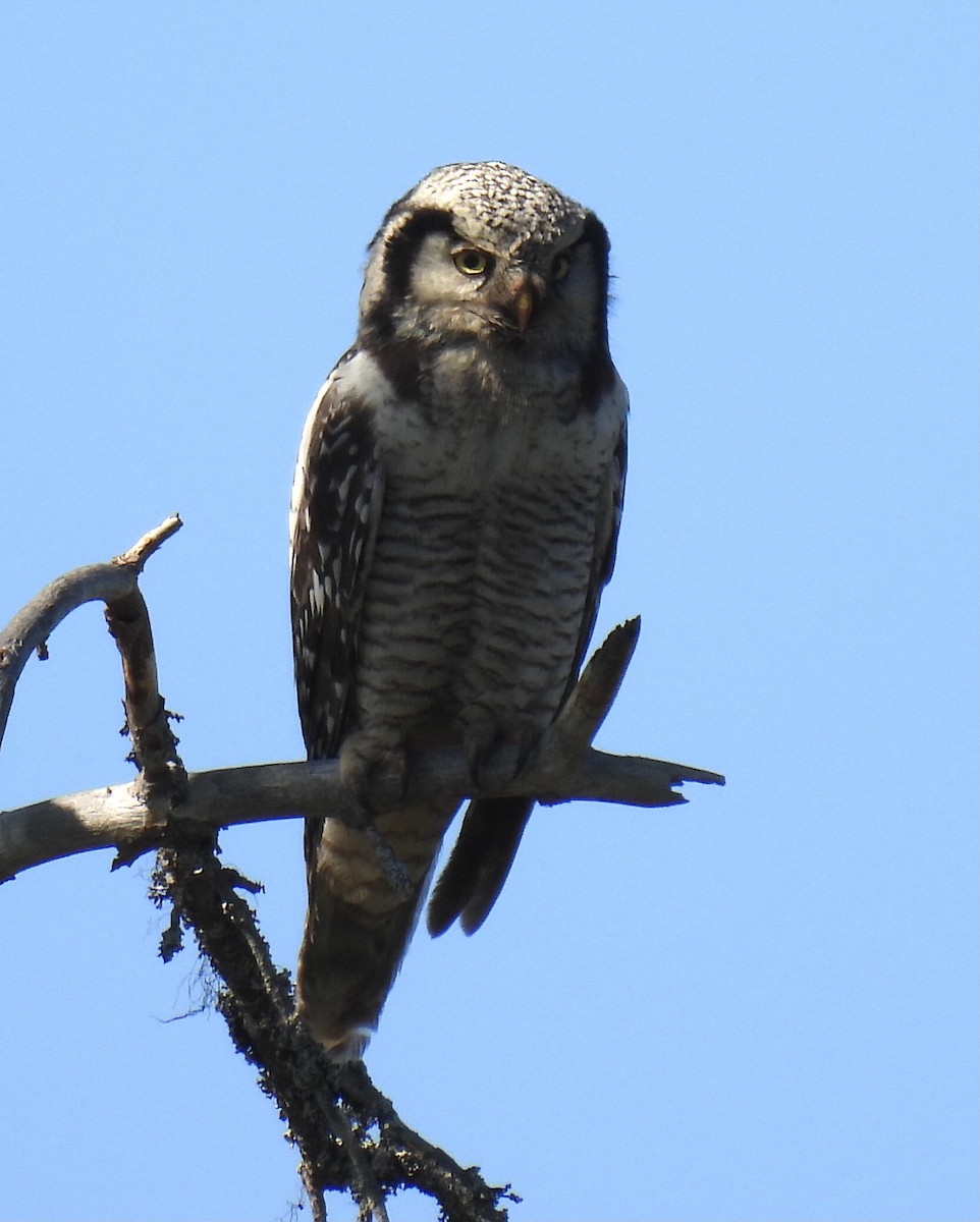 Northern Hawk Owl (Eurasian) - ML620108751