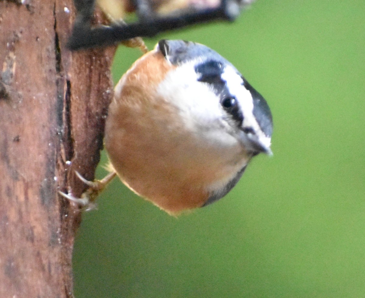 Red-breasted Nuthatch - ML620108785