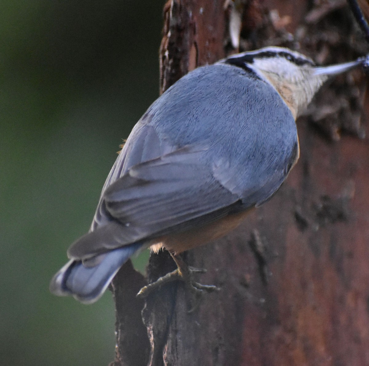 Red-breasted Nuthatch - ML620108786