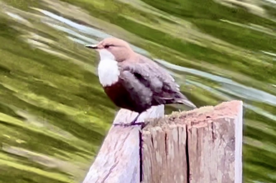 White-throated Dipper - ML620108795