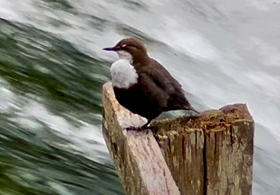 White-throated Dipper - ML620108796