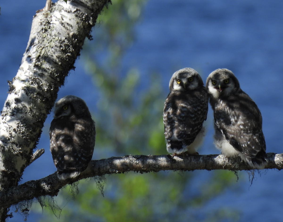 Northern Hawk Owl (Eurasian) - ML620108808
