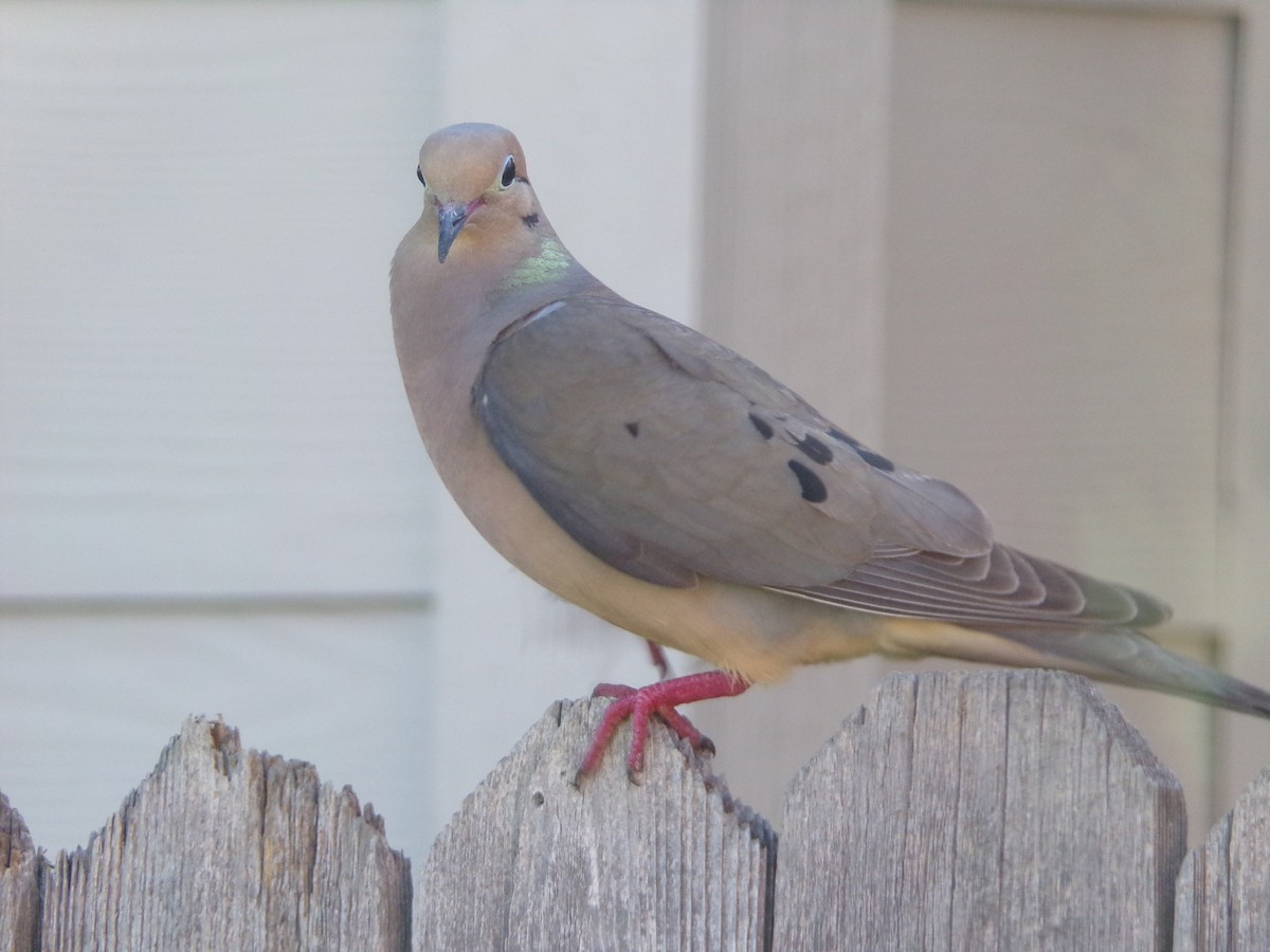 Mourning Dove - ML620108822