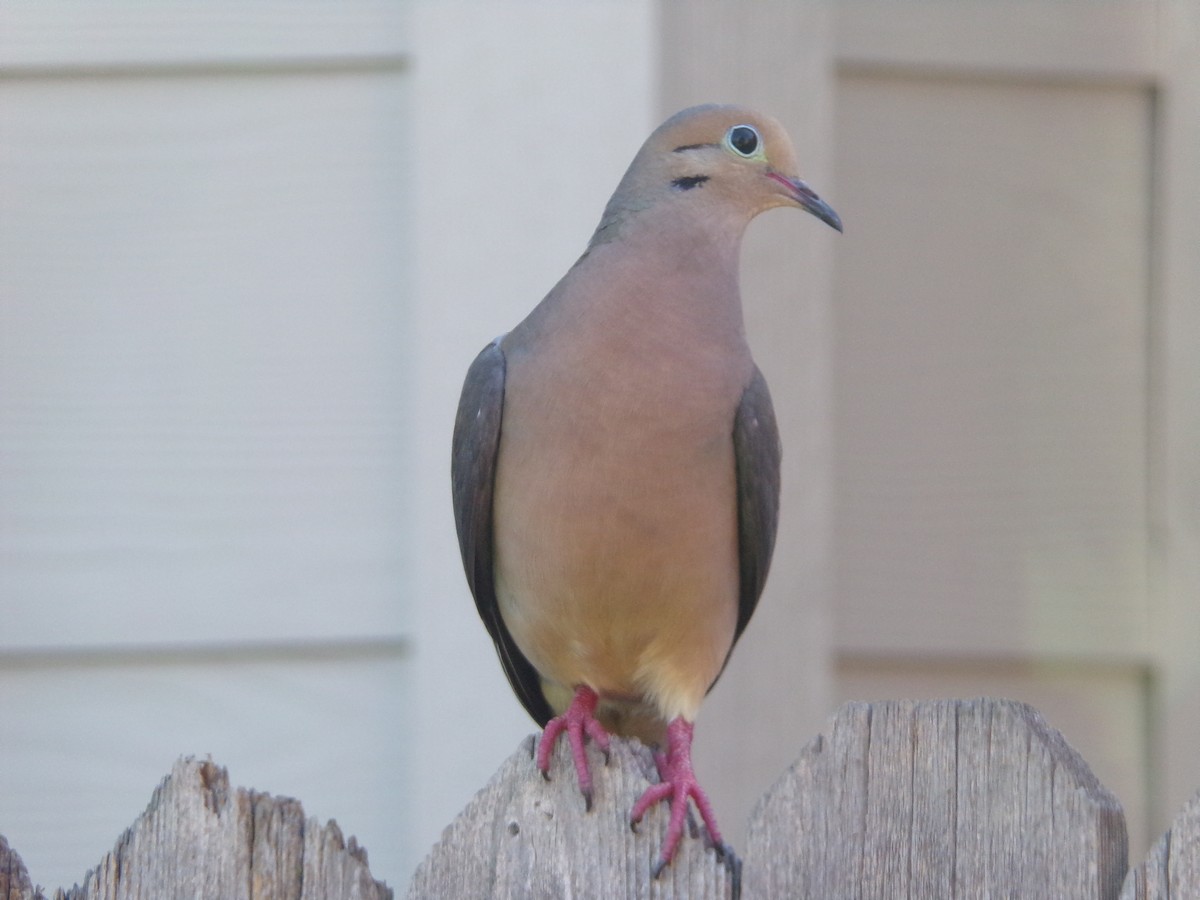 Mourning Dove - Texas Bird Family