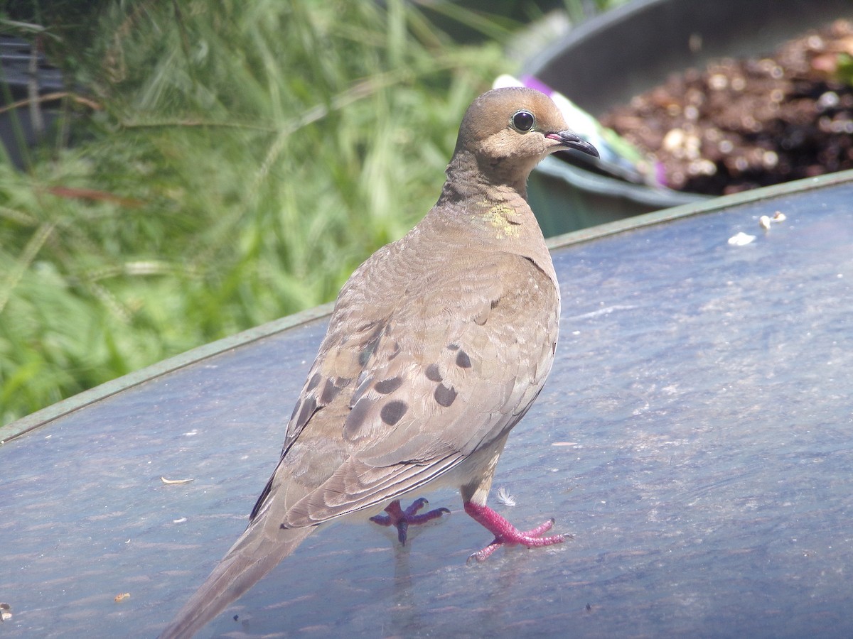 Mourning Dove - ML620108833