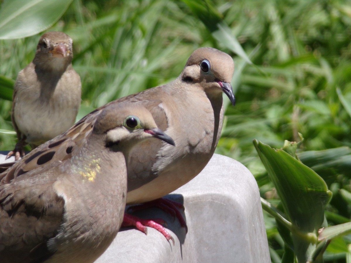 Mourning Dove - ML620108840